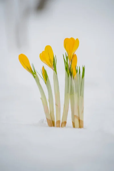 Bahar Çiçekleri Karın Altından Çıkan Sarı Timsahlardır Karla Kaplı Bir — Stok fotoğraf