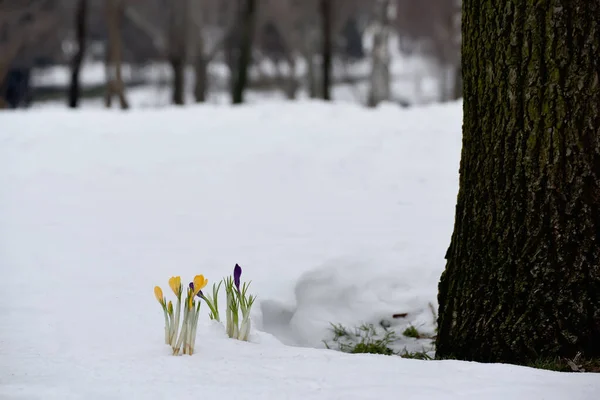 Bahar Çiçekleri Sarı Renktedir Leylak Timsahları Karların Altından Çıkar Karla — Stok fotoğraf