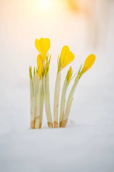 First Spring Flowers Yellow Crocuses Breaking Snow Flowers Meadow Covered — Stock Photo, Image