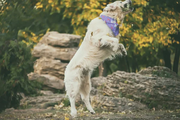 Hund Golden Retriever Fängt Seifenblasen Herbstpark — Stockfoto