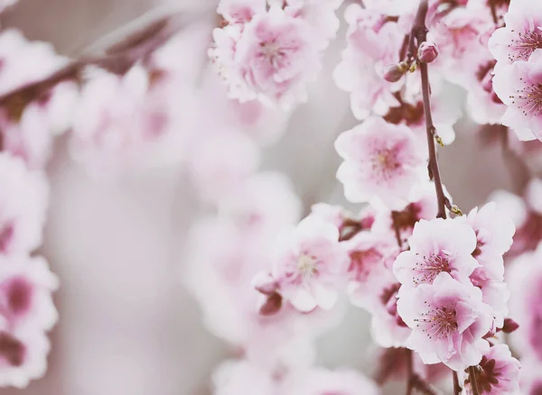 Jemné Růžové Švestkové Mandlové Květy Jarní Zahradě — Stock fotografie