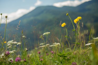 Arka planda yeşil dağlara bakan kır çiçekleri olan bir çayır. Dağlarda güneşli bir yaz günü.