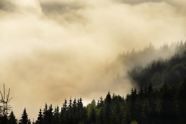 Dağlarda inanılmaz güzel bir gün doğumu. Sisin içindeki kozalaklı ağaçlar ve sisli ormandaki güneş ışınları..