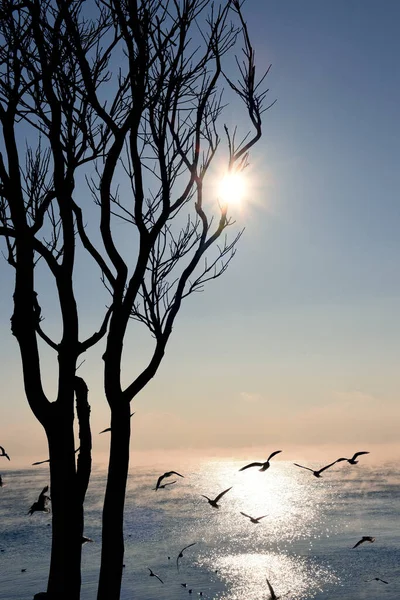 Paysage Marin Silhouette Arbre Oiseaux Mouettes Dans Ciel Mer Dans — Photo