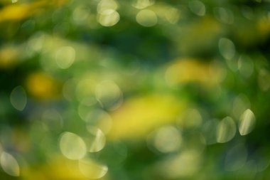 Bokeh dilinde soyut yeşil yaprak arkaplanı