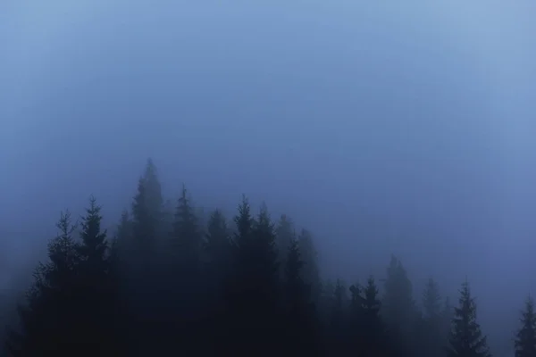 Sombre Sombre Photo Silhouettes Sombres Sapins Dans Brouillard — Photo