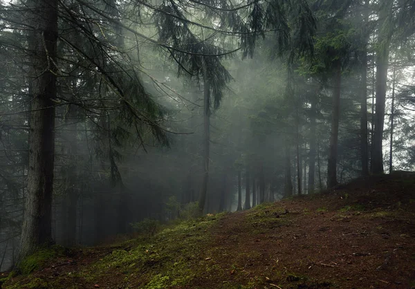 霧の中で針葉樹のトウヒ劇的な森 — ストック写真