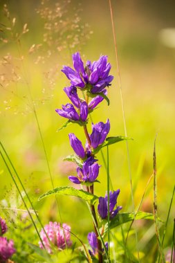Güneşli bir yaz gününde açık bir arazide yabani çiçekler. Yakın plan..