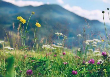 Dağlarda güneşli bir yaz gününde, açık bir alanda kır çiçekleri..