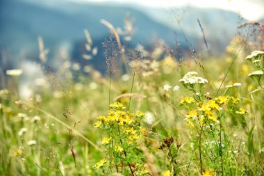 Farklı çiçek ve bitkilerle dağlarda bir açıklık. Bir açıklıktaki St. John 's otundan..