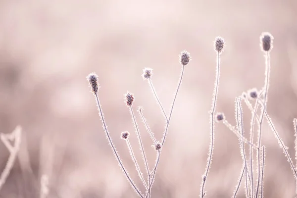 Fiori Gelo Bianco Una Mattina Sole Gelido Uno Sfondo Delicato — Foto Stock