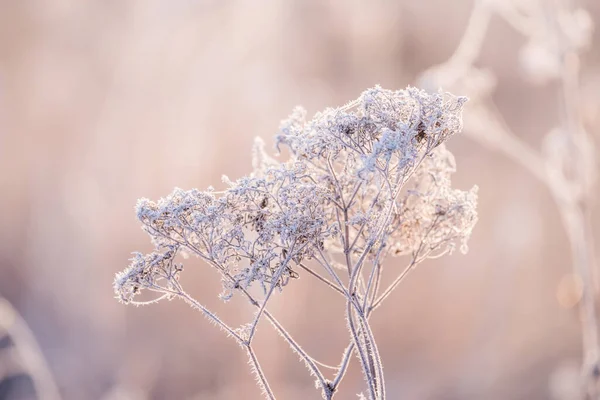 白霜中的花朵 在寒冷的阳光明媚的早晨 在精致的霜冻粉红的背景上 非常软的选择性聚焦 神奇的冬日清晨 — 图库照片