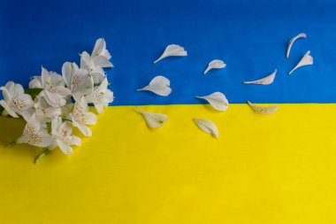 Ukrayna bayrağı ve uçan taçyapraklı beyaz çiçekler. Özgürlük rüzgarı.