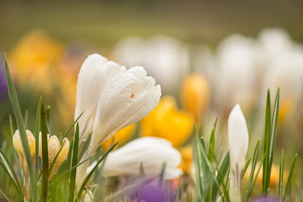 Первые Весенние Цветы Крокусы Весенний Сад Крупный План — стоковое фото