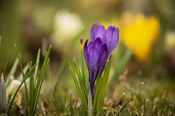 Pierwsze Wiosenne Kwiaty Krokusy Wiosenny Ogród Zbliżenie — Zdjęcie stockowe
