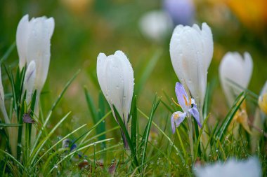 İlk bahar çiçekleri timsahlardır. Bahar bahçesi. Yakın plan..