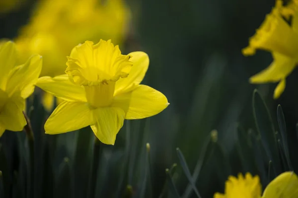 Fiori Primavera Gialli Lucenti Narciso Primo Piano Focus Selettivo — Foto Stock