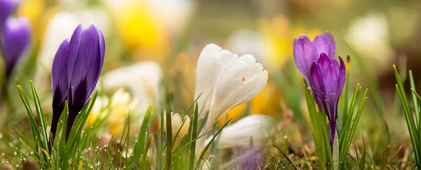 Multicolorida Primeira Primavera Flores Crocos Gotas Orvalho Focus Banner Suave — Fotografia de Stock