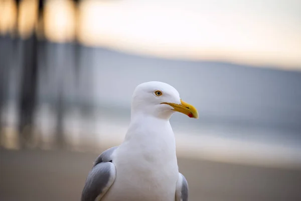 Aves Marinas Gaviota Primer Plano —  Fotos de Stock