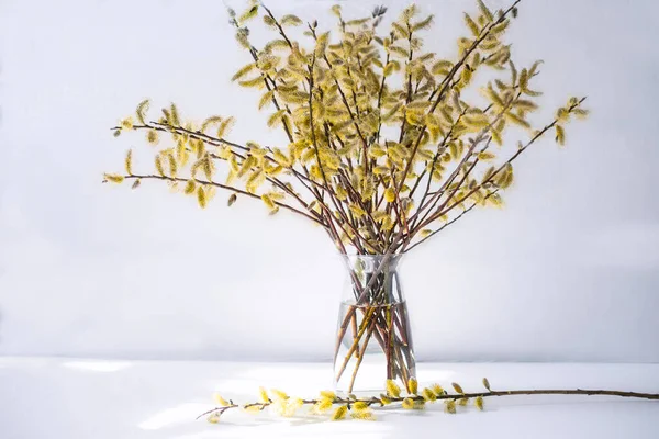 Branches Avec Bourgeons Saule Moelleux Dans Vase Transparent Sur Fond — Photo