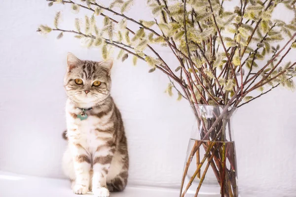Весенний Букет Ивовыми Ветвями Милой Кошкой Тэбби — стоковое фото