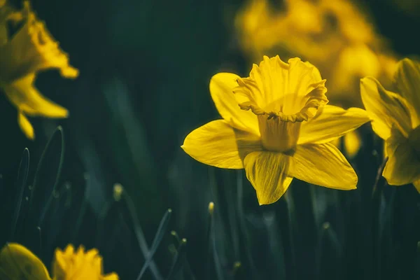 Fiori Primavera Gialli Lucenti Narciso Primo Piano Focus Selettivo — Foto Stock