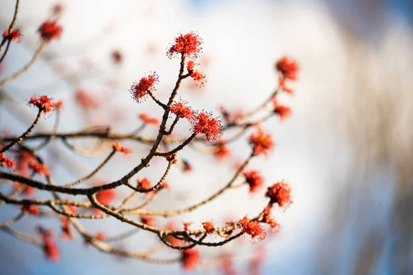 Blooming Red Maple Buds Early Spring Selective Soft Focus Shallow — стоковое фото