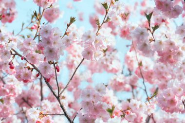 Bahar bahçesinde çiçek açan pembe sakura çiçekleri..