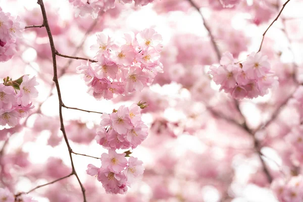 Zachte Weelderige Bloei Van Roze Sakura Bloemen Voorjaarstuin — Stockfoto