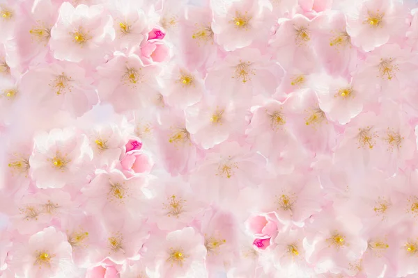 Abstract floral background of delicate pink sakura or peach petals gradient pink studio background for product presentation. Summer spring concert. Blurred backdrop.