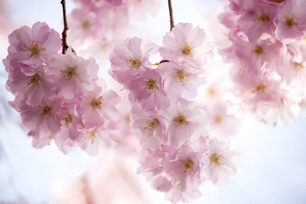 Delikat Frodig Blomma Rosa Sakura Blommor Vår Trädgård — Stockfoto