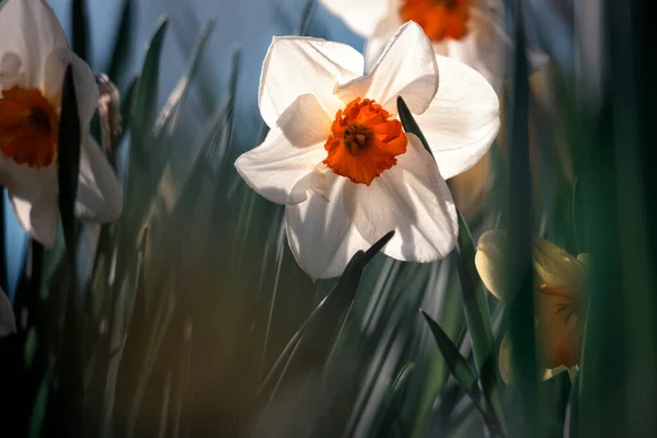 Spring Flowers Daffodils Green Grass Close — ストック写真