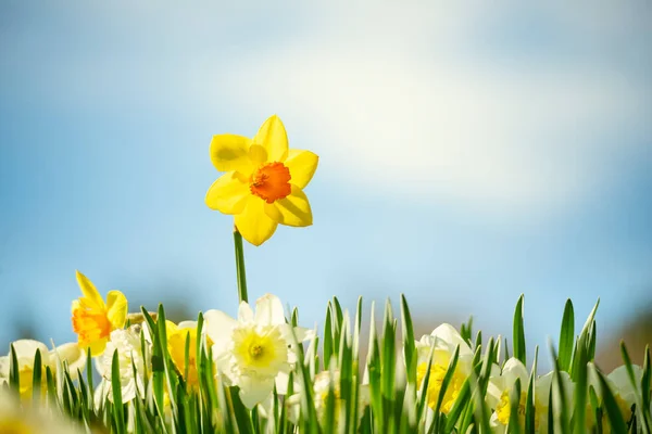 Fiori Primaverili Narcisi Contro Cielo Blu Una Giornata Sole — Foto Stock