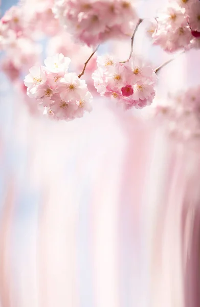 果実の木のピンクの繊細な春の花と枝 選択的集中 要旨グラデーションピンクブルーのスタジオ背景F — ストック写真