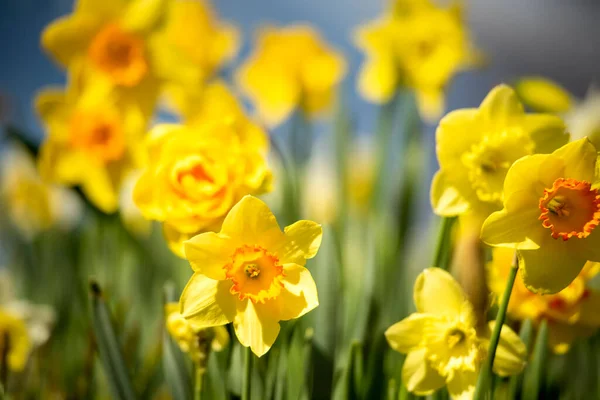 Fiori Primaverili Narcisi Contro Cielo Blu Una Giornata Sole — Foto Stock