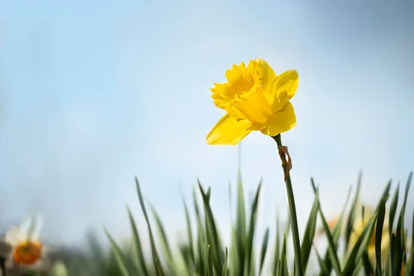 Wiosenne Kwiaty Żonkile Błękitne Niebo Słoneczny Dzień — Zdjęcie stockowe