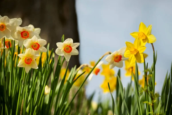 Der Frühling Blüht Narzissen Gegen Den Blauen Himmel Einem Sonnigen — Stockfoto