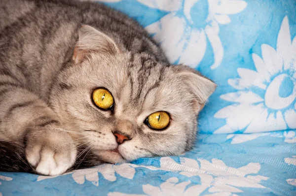 Muzzle Cute Cat Close Striped Cat Yellow Eyes — Photo