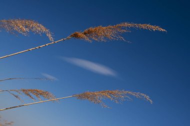 Mısırın altın tüylü kulakları bulutlu mavi gökyüzüne karşı.