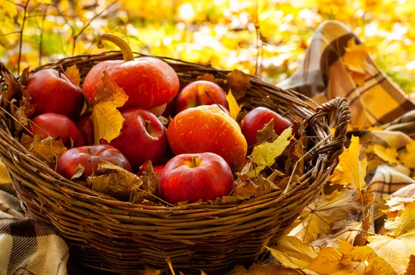 Sonbahar bahçesinde olgun elmalar ve sonbahar yapraklarıyla dolu bir sepet..