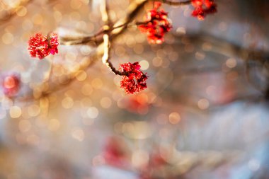Baharın başında açan kırmızı akçaağaç tomurcukları. Sığ alan derinliğine sahip seçici yumuşak odak