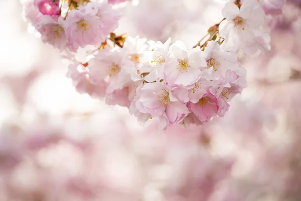 Delikata Blommor Rosa Sakura Abstrakt Bakgrund Delikat Konstnärligt Foto Selektivt — Stockfoto