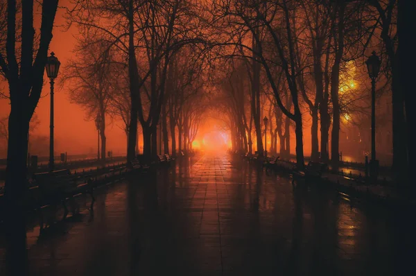 Night photo in heavy fog. Primorsky boulevard dark silhouettes of trees in heavy fog. Odessa. Ukraine.