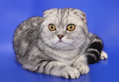 Mavi arka planda gri mermer katlanmış kedi. Stüdyo.