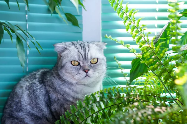 Gray Marbled Fold Cat Green Indoor Plants — Photo