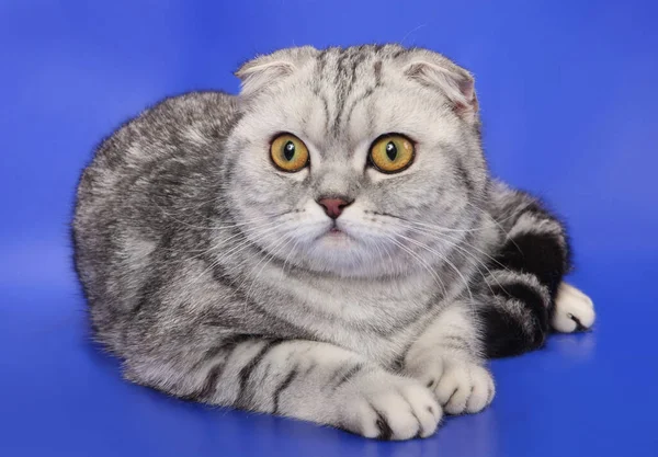 Mavi arka planda gri mermer katlanmış kedi. Stüdyo.