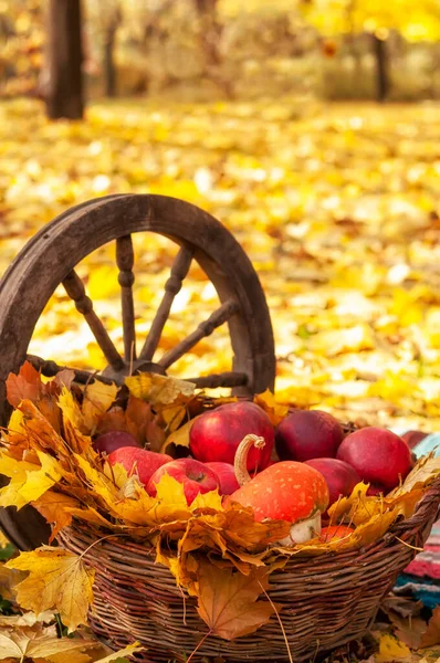 Wicker Basket Ripe Apples Pumpkins Autumn Leaves Autumn Garden — Zdjęcie stockowe