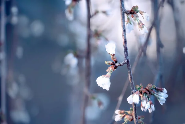 Zweige Einer Üppig Blühenden Blume Zeitigen Frühling Ein Sanftes Foto — Stockfoto