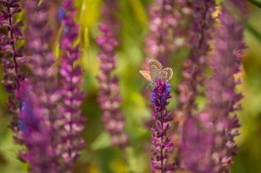 Çiçekli bahar veya yaz çayırları. Leylak çiçeği ve kelebek.