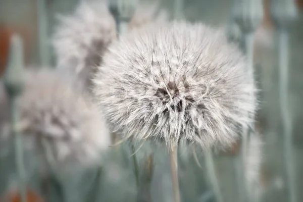 Fluffy White Ripe Dandelions Close Natural Natural Background — Stock Fotó